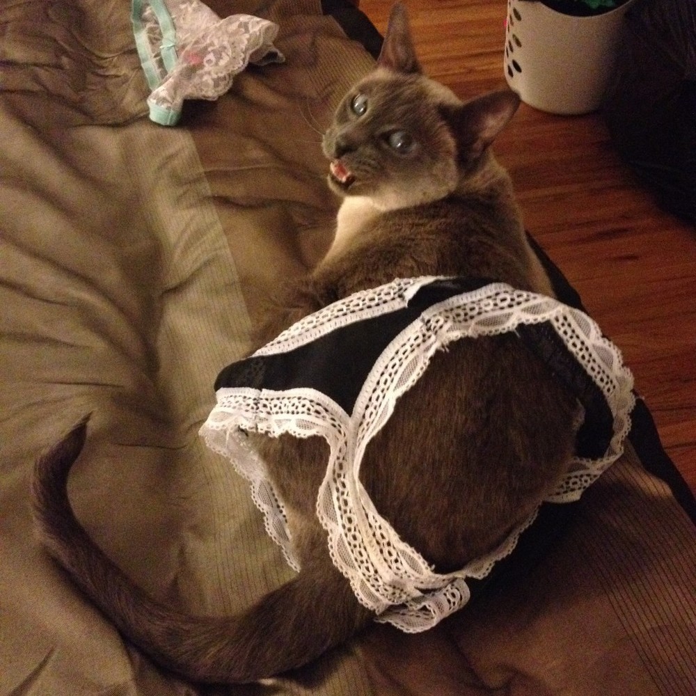 Meet your Posher, Shannon